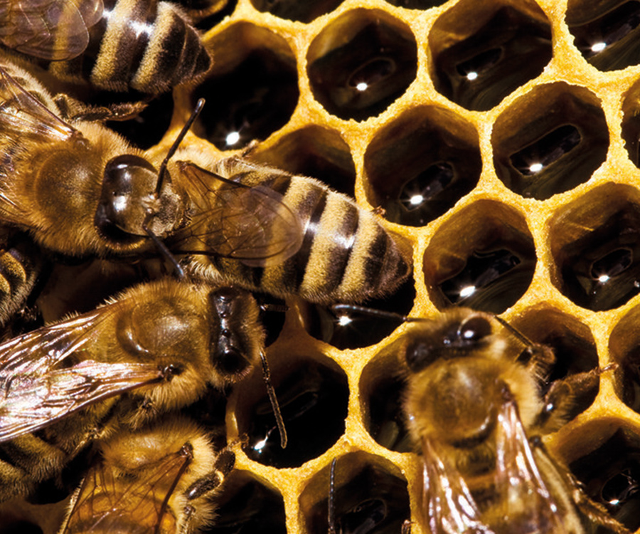 Bild von Bienen in Waben